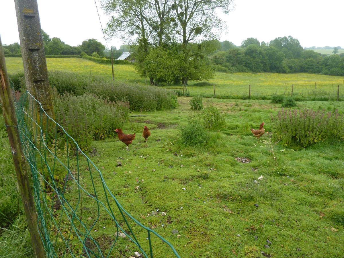 Les poules Les poules