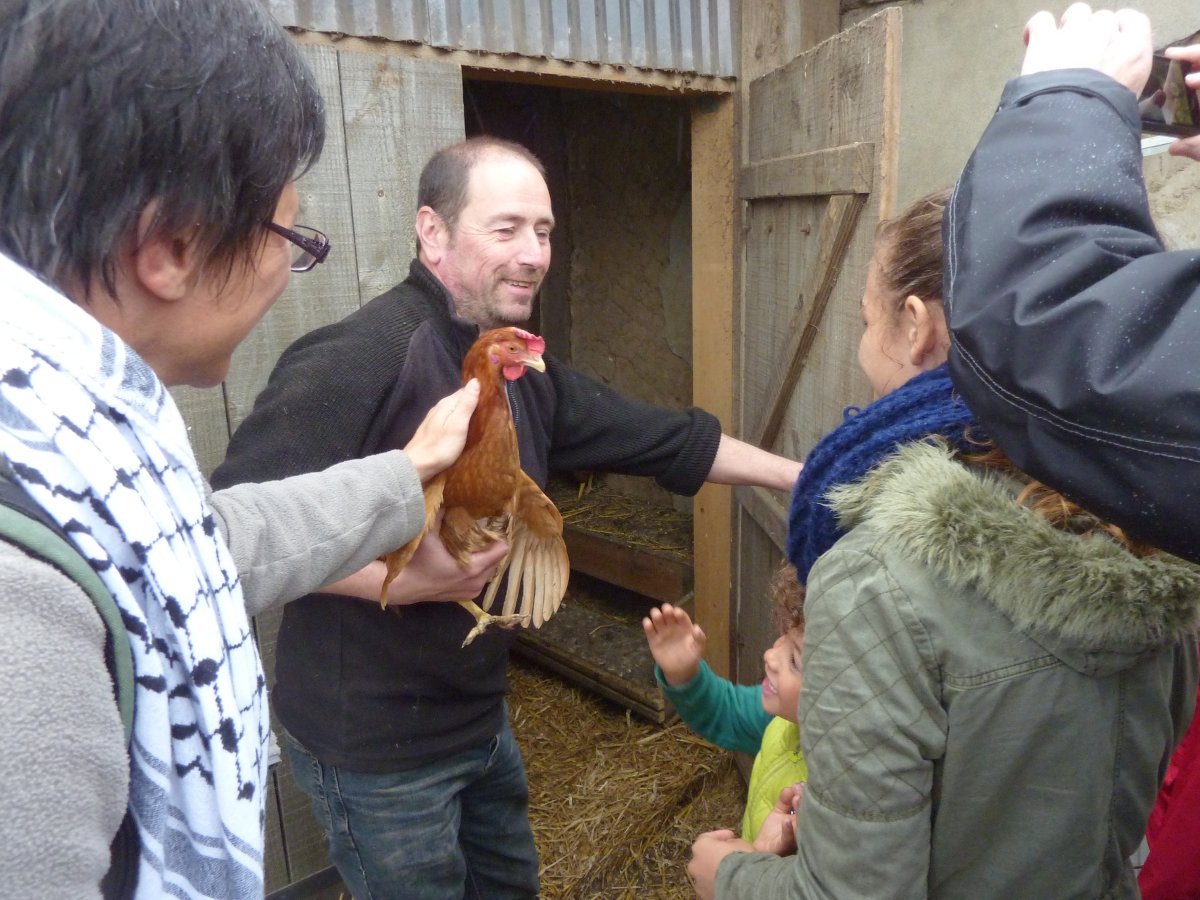 Les poules Les poules